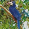 Congo Pied Hornbill Diamond Painting