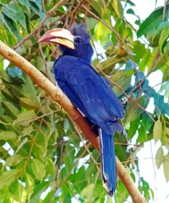 Congo Pied Hornbill Diamond Painting