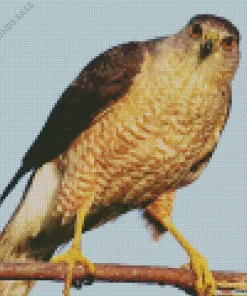 Coopers Hawk Diamond Painting