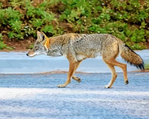 Coyote Fox Diamond Painting