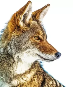 Coyote Fox Animal Diamond Painting