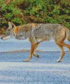 Coyote Fox Diamond Painting