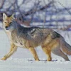 Coyote In Snow Diamond Painting