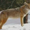 Coyote Standing In Snow Diamond Painting