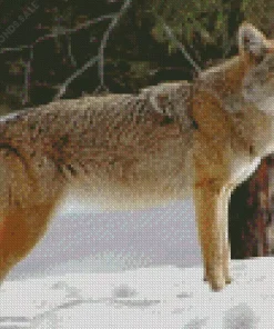 Coyote Standing In Snow Diamond Painting