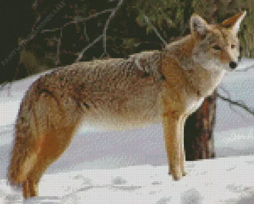 Coyote Standing In Snow Diamond Painting