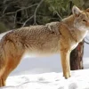 Coyote Standing In Snow Diamond Painting