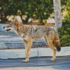 Coyote Walking Diamond Painting