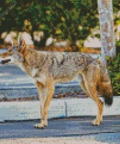 Coyote Walking Diamond Painting