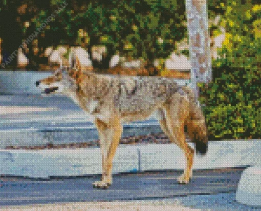 Coyote Walking Diamond Painting