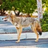 Coyote Walking Diamond Painting