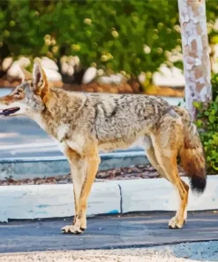 Coyote Walking Diamond Painting