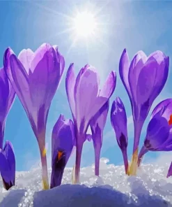 Crocus In Snow Diamond Painting