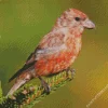 Crossbill Diamond Painting