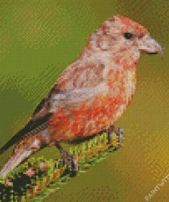 Crossbill Diamond Painting