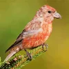Crossbill Diamond Painting
