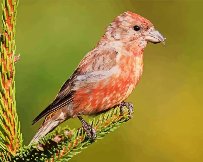 Crossbill Diamond With Numbers Crossbill Diamond Painting