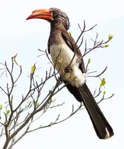 Crowned Hornbill Diamond Painting