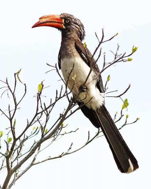 Crowned hornbill Diamond With Numbers Crowned Hornbill Diamond Painting
