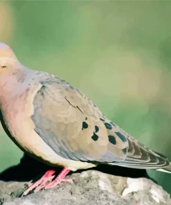 Cute Mourning Dove Diamond Painting