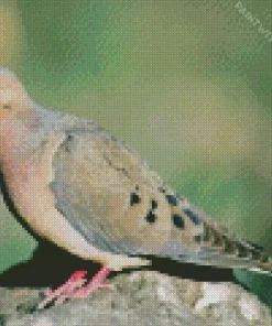 Cute Mourning Dove Diamond Painting