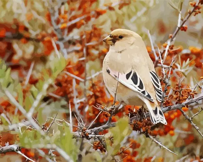 Desert finch Diamond With Numbers Desert Finch Diamond Painting