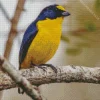 Euphoniinae Bird Diamond Painting