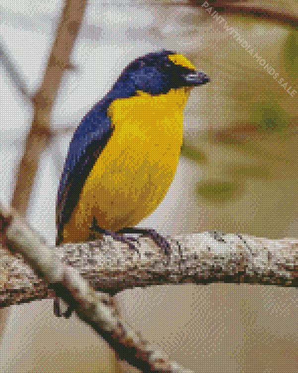 Euphoniinae bird Diamond Dotz Euphoniinae Bird Diamond Painting