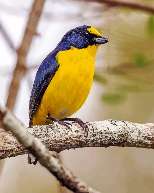 Euphoniinae bird Diamond With Numbers Euphoniinae Bird Diamond Painting