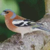 Eurasian Chaffinch Diamond Painting