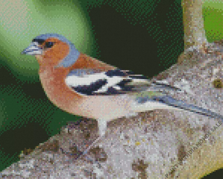 Eurasian chaffinch Diamond Dotz Eurasian Chaffinch Diamond Painting