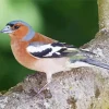 Eurasian Chaffinch Diamond Painting