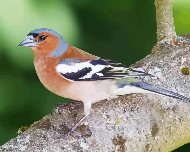 Eurasian chaffinch Diamond With Numbers Eurasian Chaffinch Diamond Painting