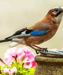 Eurasian Jay And Pink Flowers Diamond Painting