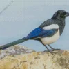 Eurasian Magpie Diamond Painting