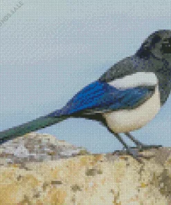 Eurasian Magpie Diamond Painting