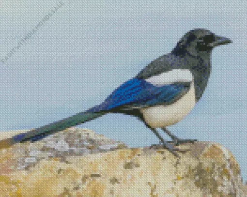 Eurasian Magpie Diamond Painting