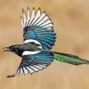 Eurasian Magpie Flying Diamond Painting