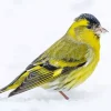 Eurasian Siskin Diamond Painting