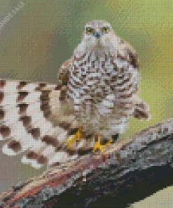 Eurasian Sparrowhawk Diamond Painting