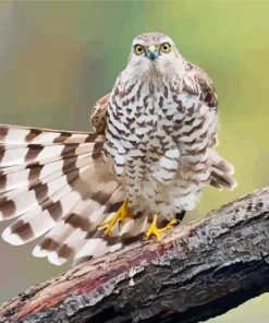 Eurasian Sparrowhawk Diamond Painting