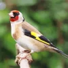 European Goldfinch Art Diamond Painting