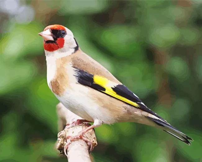 European goldfinch Diamond With Numbers European Goldfinch Art Diamond Painting