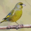 European Greenfinch Diamond Painting