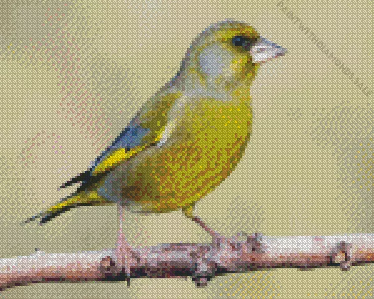European greenfinch Diamond Dotz European Greenfinch Diamond Painting