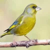 European Greenfinch Diamond Painting