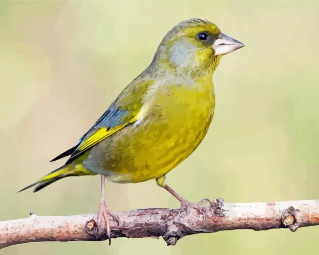 European greenfinch Diamond With Numbers European Greenfinch Diamond Painting