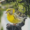 European Serin Bird Diamond Painting