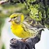 European Serin Bird Diamond Painting