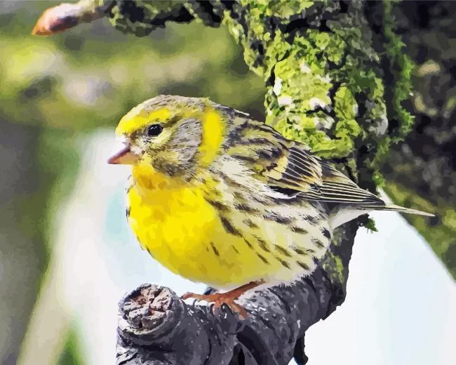 European serin bird Diamond With Numbers European Serin Bird Diamond Painting